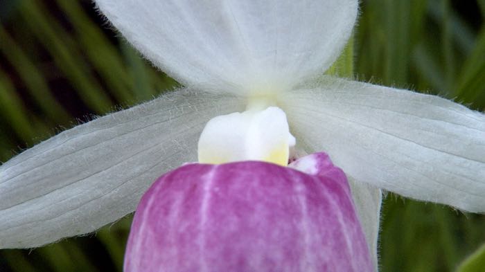 Showy Lady's-Slippers