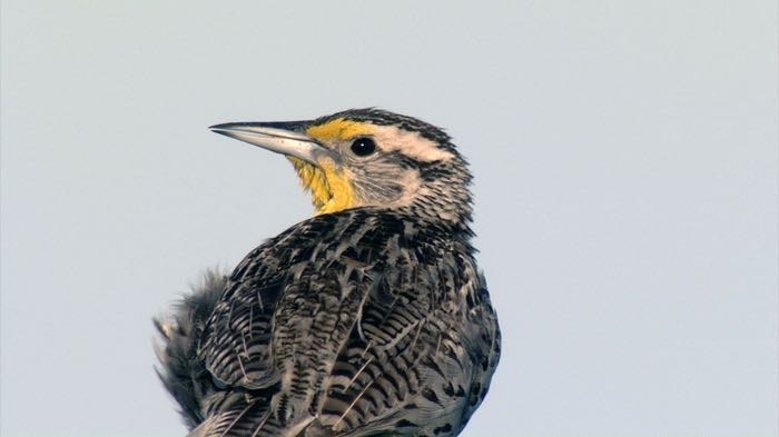 The call of the prairie