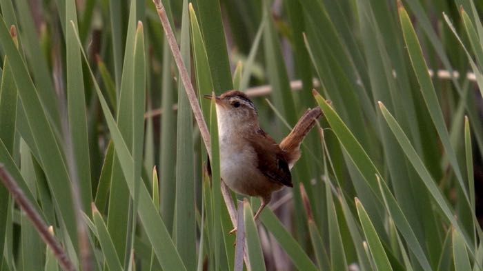 Marsh Wren
