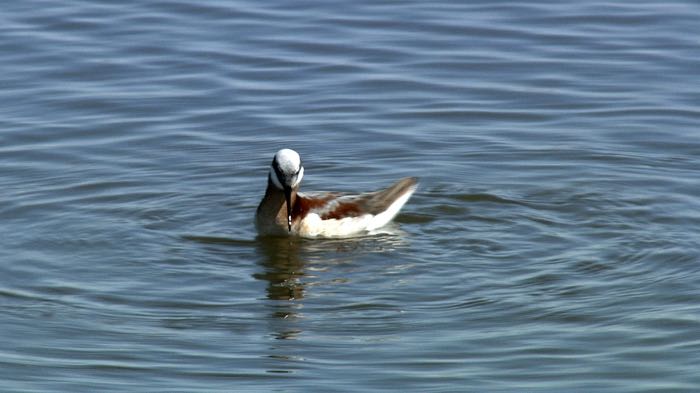 Phalaropes