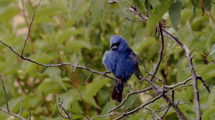 Blue Grosbeak