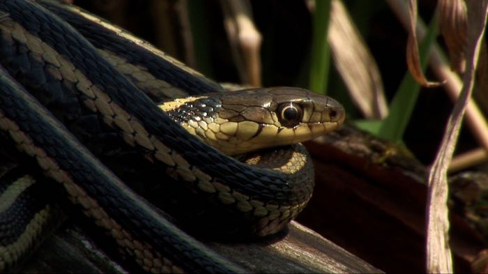 Garter Snake