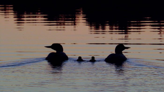 New born silhouettes