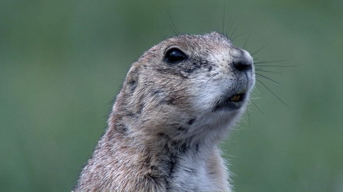 Prairie dogs