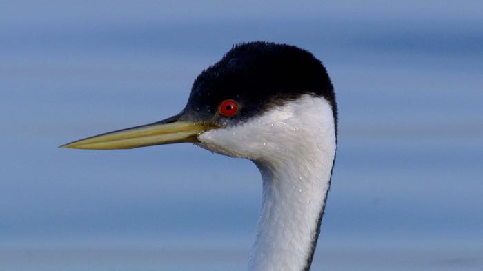 Western grebes