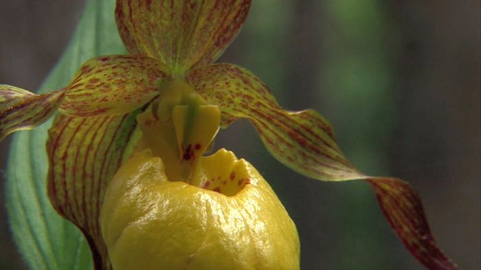 Yellow Lady's Slippers