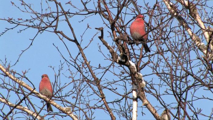 Grosbeaks
