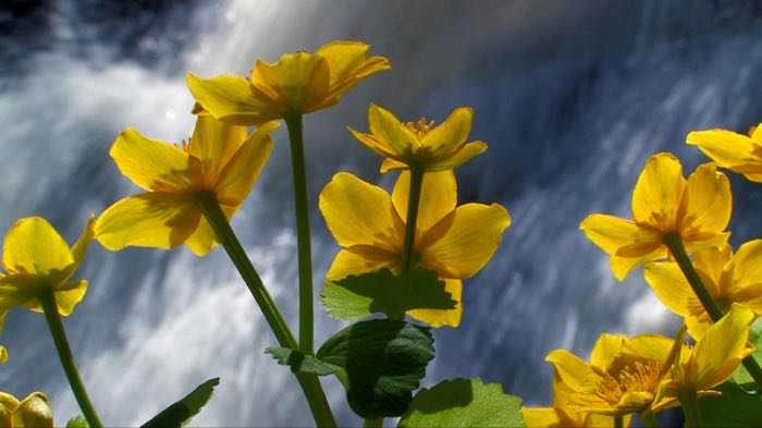 Marsh marigolds