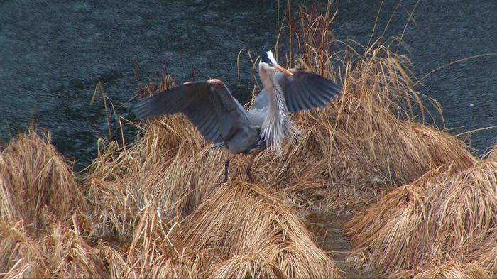 Great blue heron