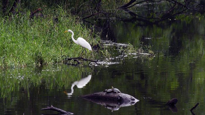 Around a pond
