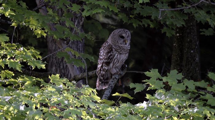 A Barred owl watching the woods around...