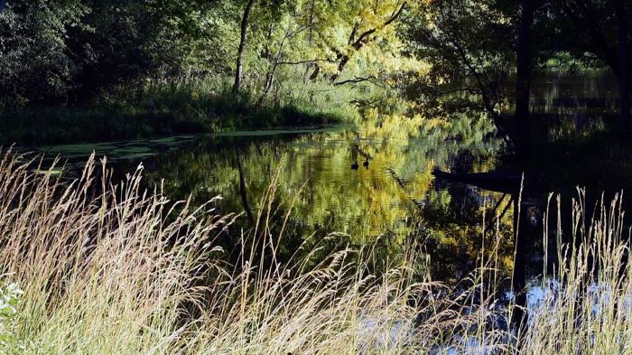 Mergansers in Minnesota