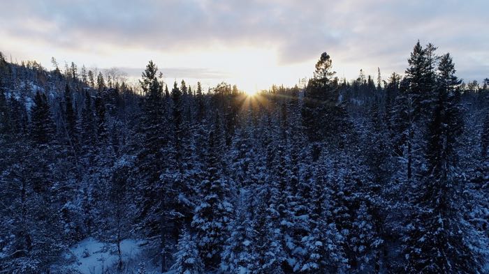 Chickadee falling asleep