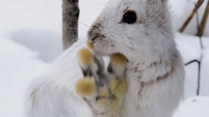 Snowshoe Hare