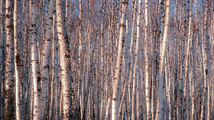 Birch wall
