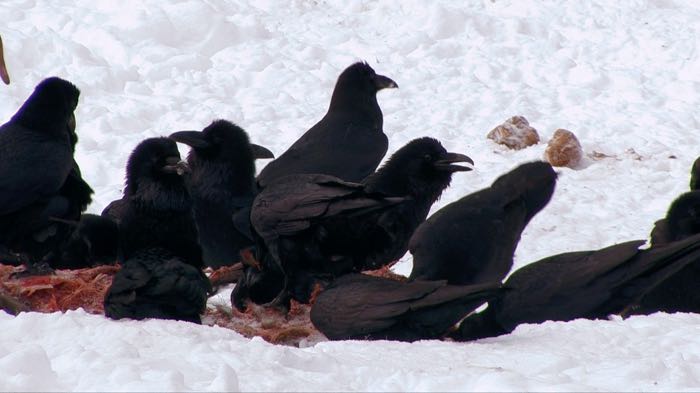 Leftovers after the pack