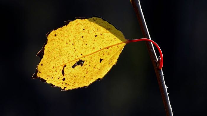 Last leaf