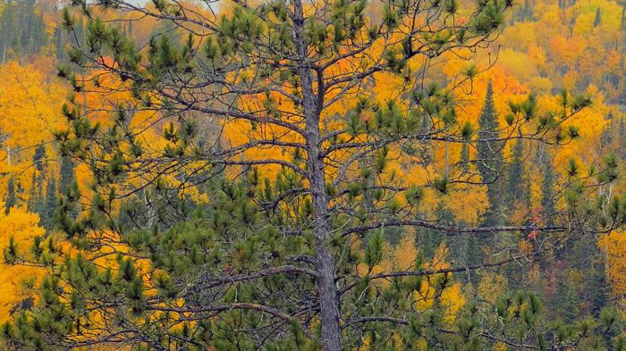 Nice color, dark Video