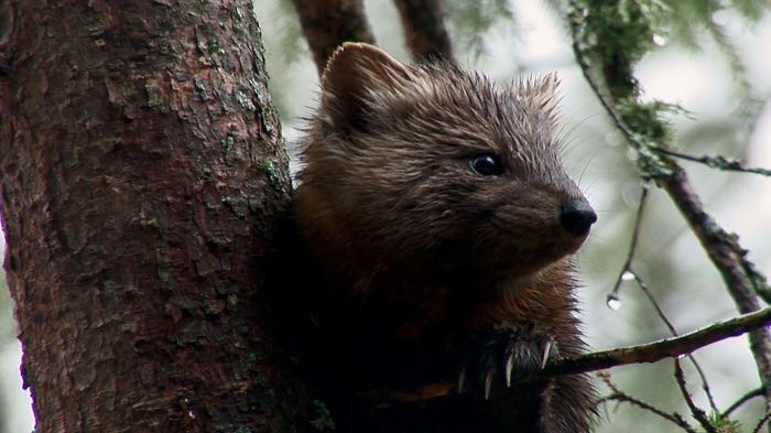 Pine Marten