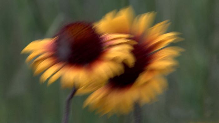 Blanket flowers