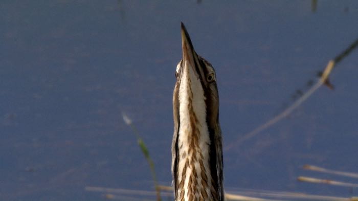 American Bittern