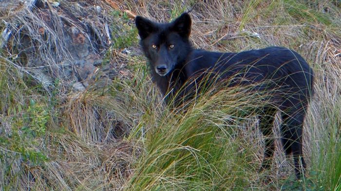 Something in the wind