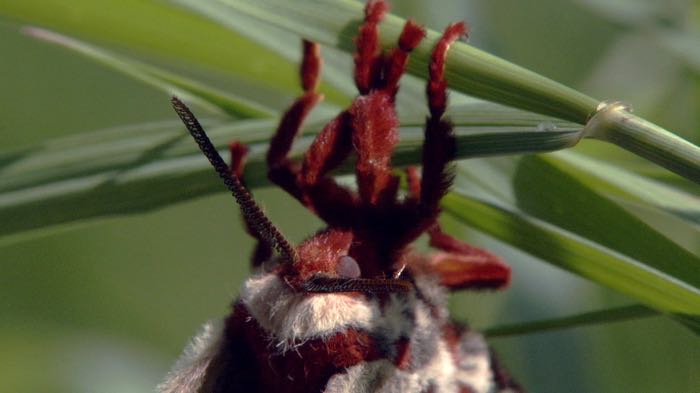 Cecropia Moth