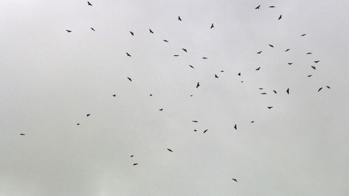Hawk migration