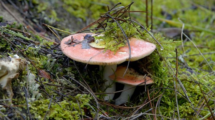 Mushroom collection