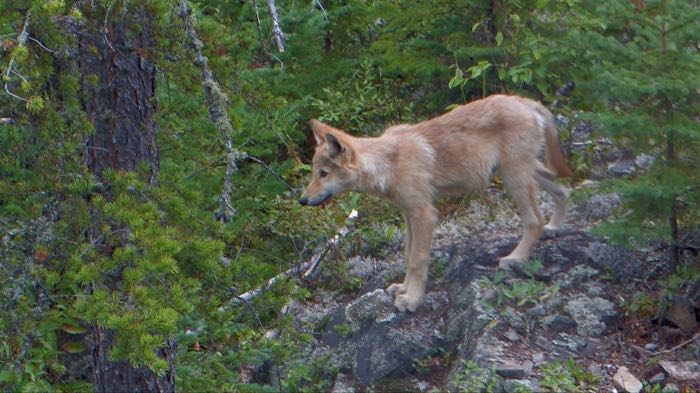 Three young explorers