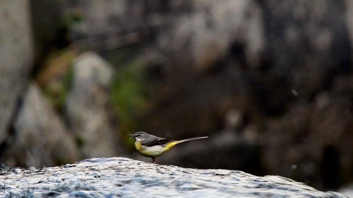 Grey Wagtail