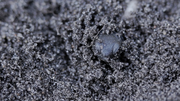 Emergence