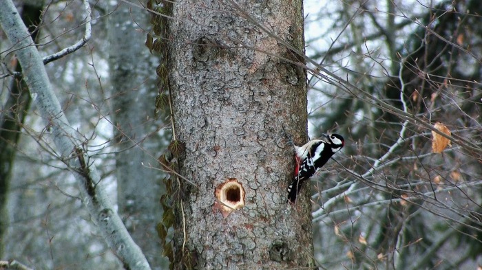 Another intruder