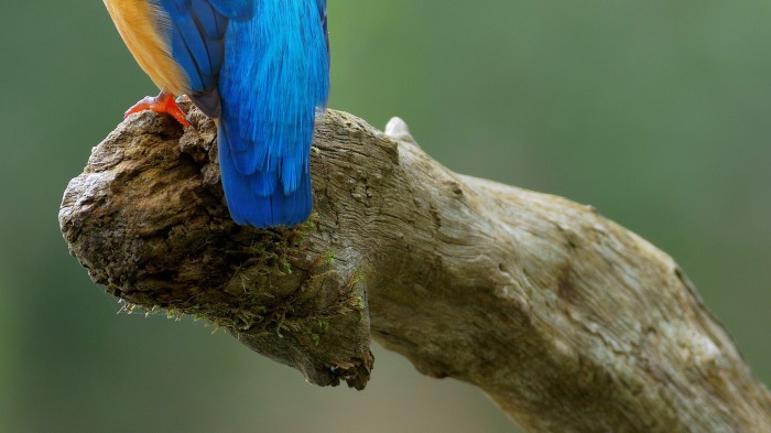 Alcedo