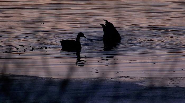 Quiet evening