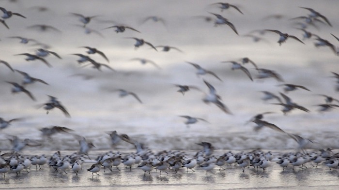 Sanderlings