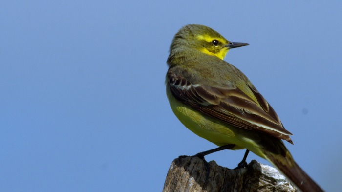 Yellow Wagtail