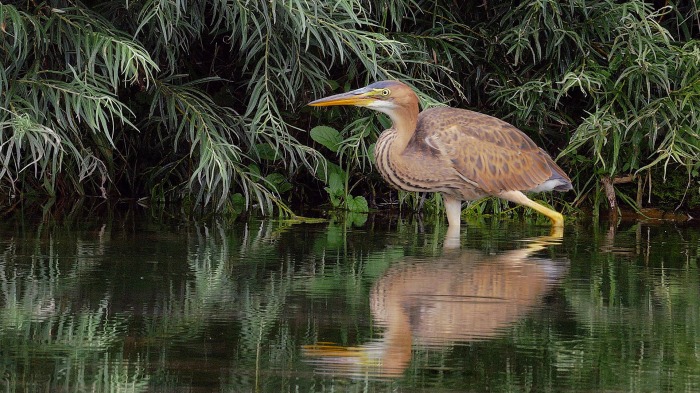 Purple Heron