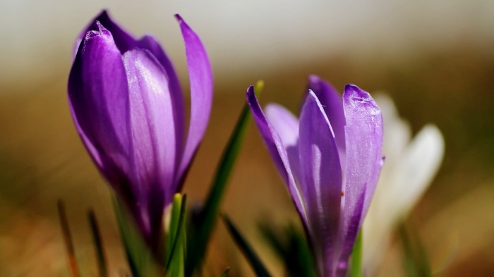 Crocus