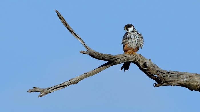 Eurasian Hobby