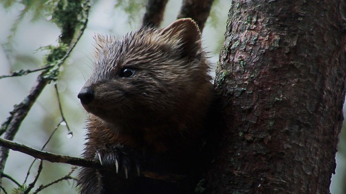 Pine Marten