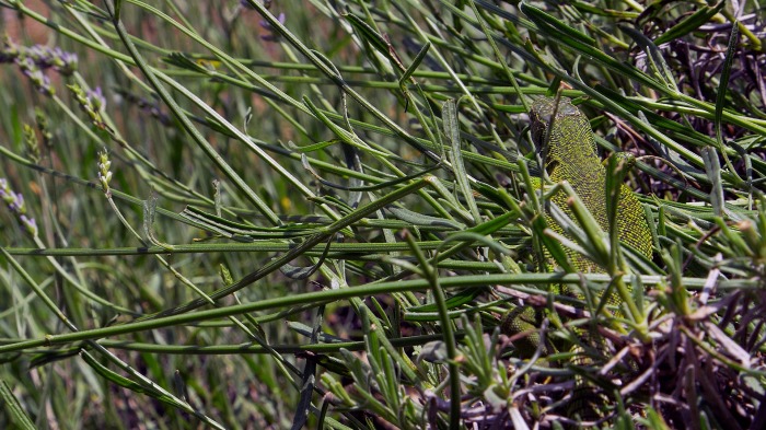 Green Lizard