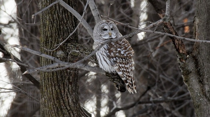 Barred Owl