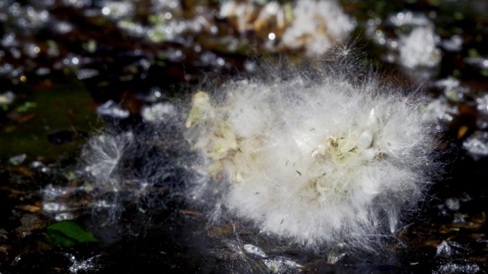 Willow Catkins