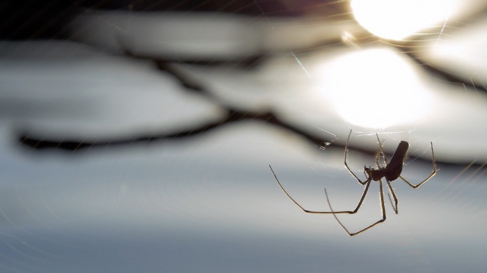 Spider at work