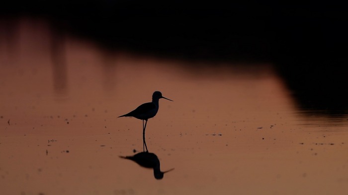 Black-winged Stilt