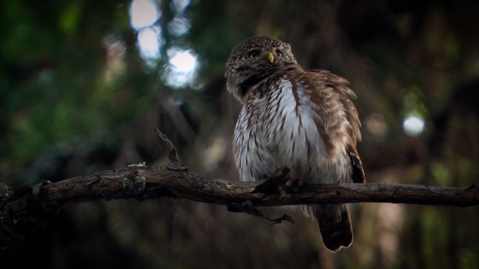 Pigmy Owl