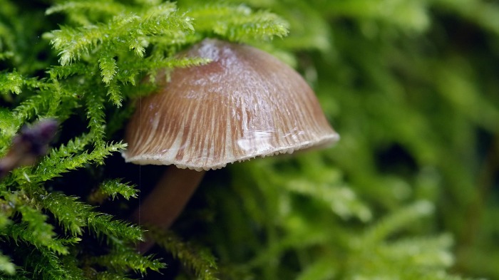 Mushroom love