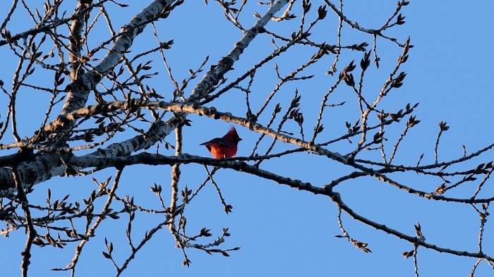 Northern Cardinal