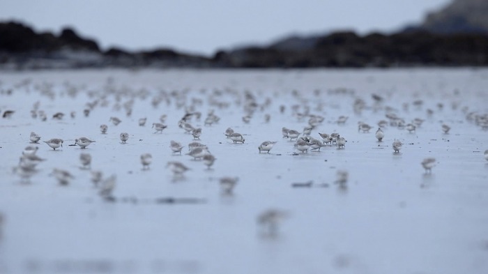 Feeding frenzy